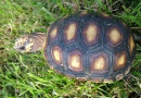 Geochelone carbonaria - Želva uhlířská