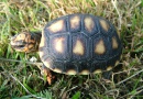 Geochelone carbonaria - Želva uhlířská