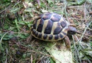 Testudo hermanni - Želva zelenavá