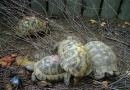 Testudo hermanni - Želva zelenavá