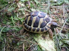 Testudo hermanni - Želva zelenavá