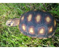 Geochelone carbonaria - Želva uhlířská