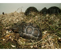 Geochelone gigantea  - Želva obrovská