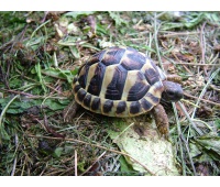 Testudo hermanni - Želva zelenavá