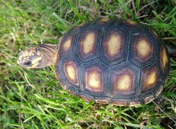 Geochelone carbonaria - Želva uhlířská