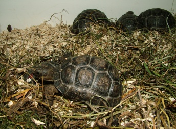 Geochelone gigantea  - Želva obrovská