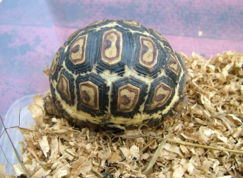 Geochelone pardalis - Želva leopardí