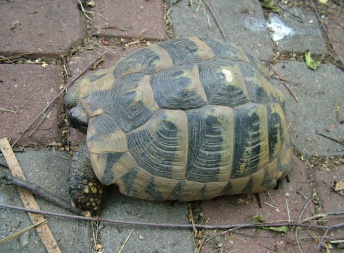 Testudo hermanni - Želva zelenavá