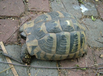 Testudo hermanni - Želva zelenavá