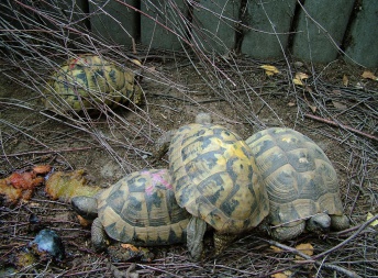 Testudo hermanni - Želva zelenavá